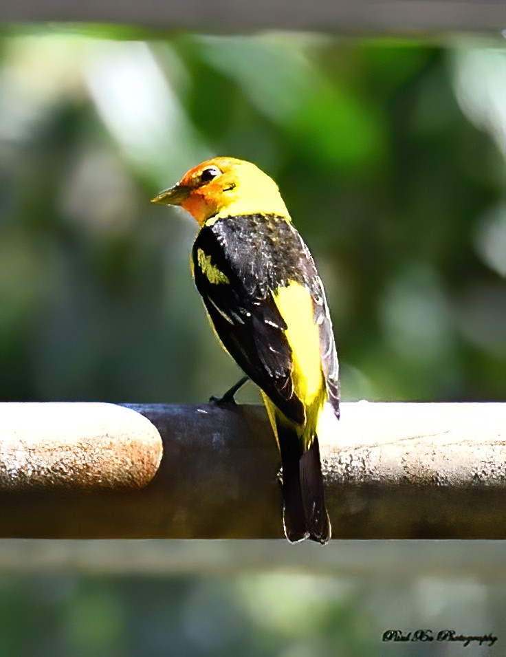Western Tanager - ML275371991