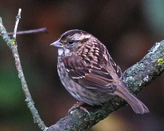 White-throated Sparrow - Susan Brickner-Wren