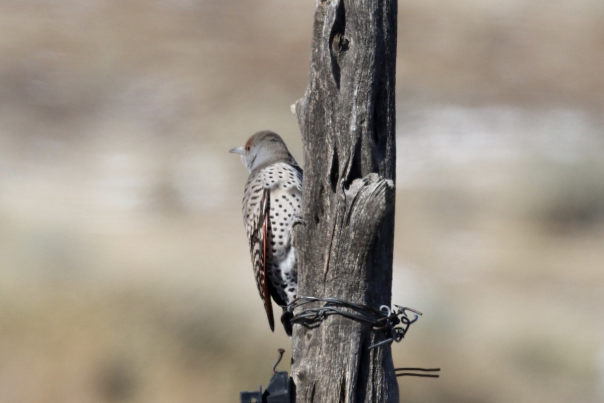 Northern Flicker (Red-shafted) - ML275376001