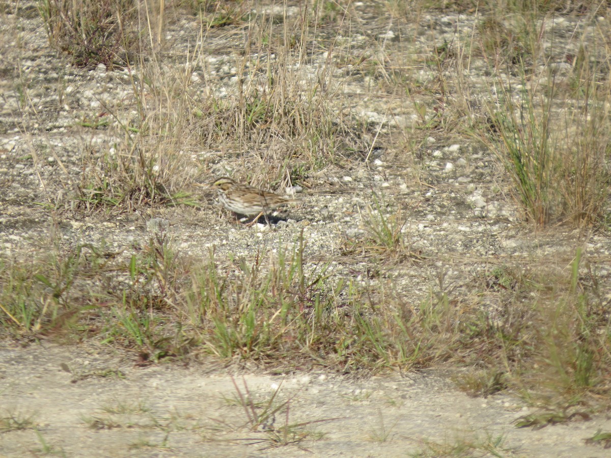 Savannah Sparrow - ML27537641