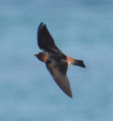 Cliff Swallow - Steve Collins