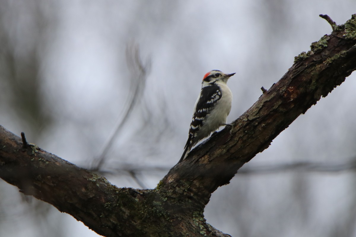 Downy Woodpecker - Sandy C