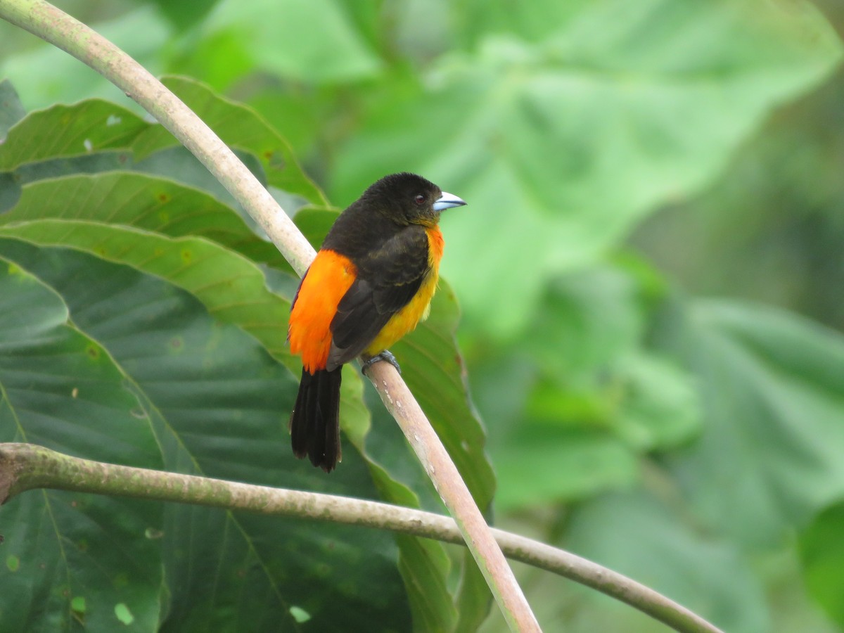 Flame-rumped Tanager - ML275385591