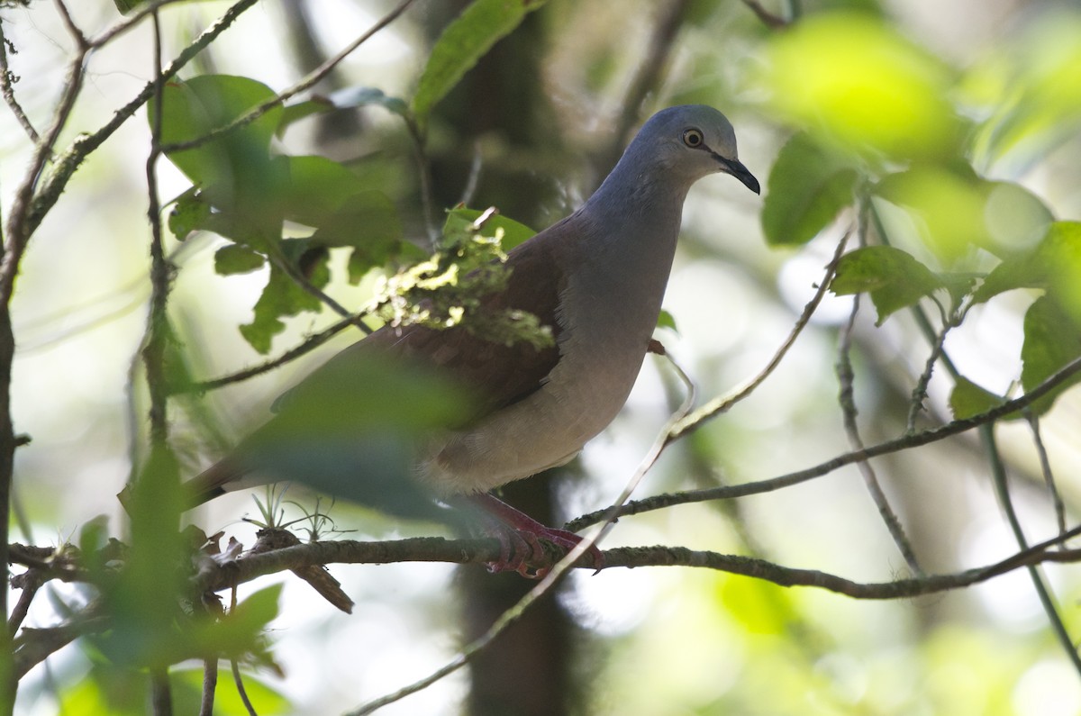 Gray-headed Dove (Brown-backed) - Jan Cubilla