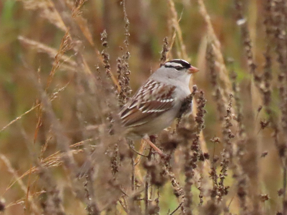 White-crowned Sparrow - ML275390761