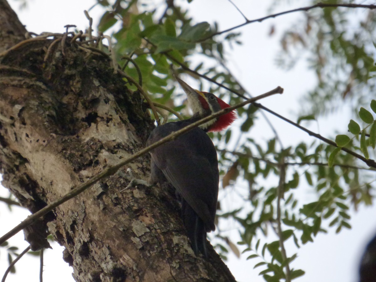 Lineated x Black-bodied Woodpecker (hybrid) - Francisco González Táboas