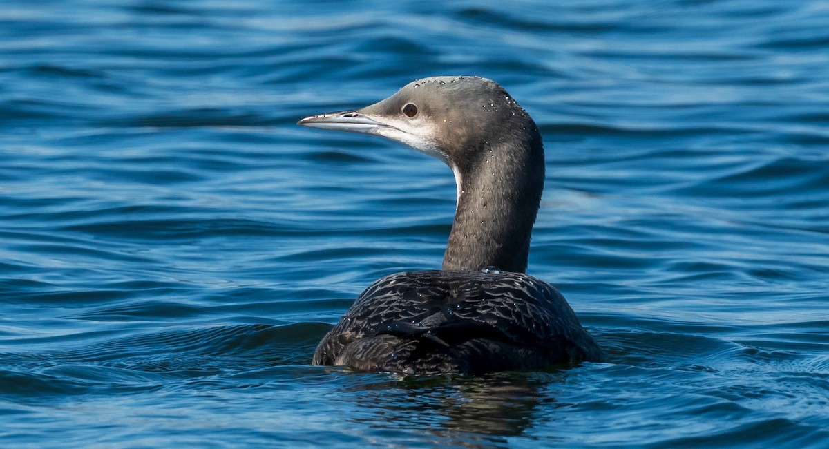 Pacific Loon - Mary McSparen