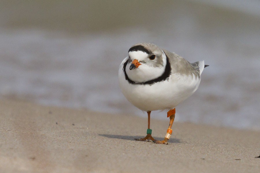 Piping Plover - Sumner Matteson