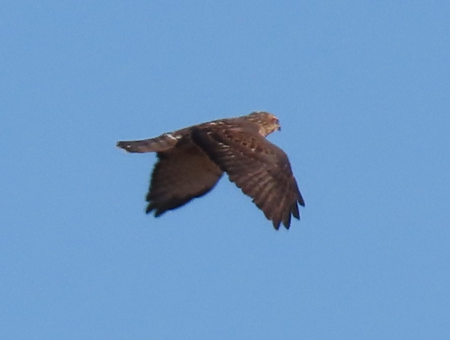 Broad-winged Hawk - ML275399271