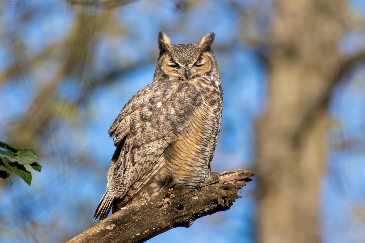Great Horned Owl - Kris Perlberg