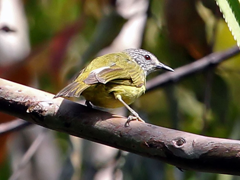 Streak-headed White-eye - Phillip Edwards
