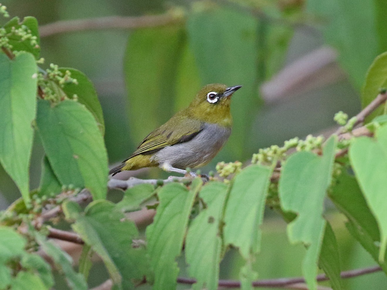 Hume's White-eye - Dave Bakewell