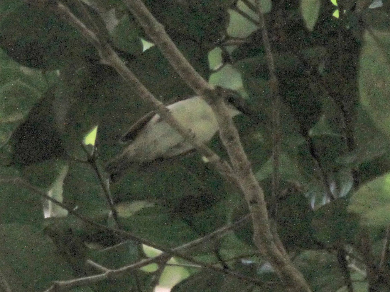 Rufescent White-eye - eBird