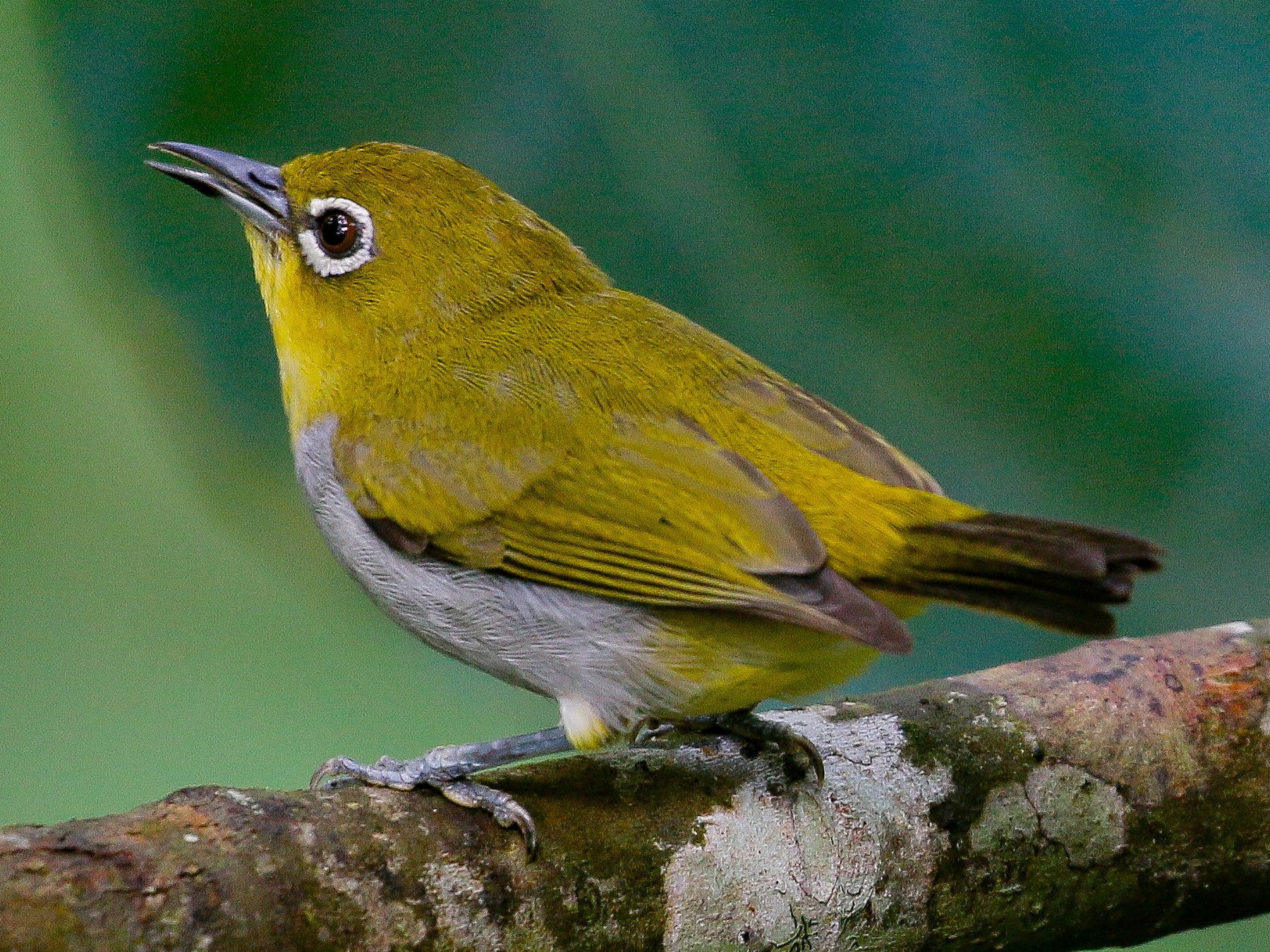 Hume's White-eye - Neoh Hor Kee