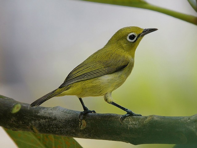 Photos Lemon Bellied White Eye Zosterops Chloris Birds Of The World