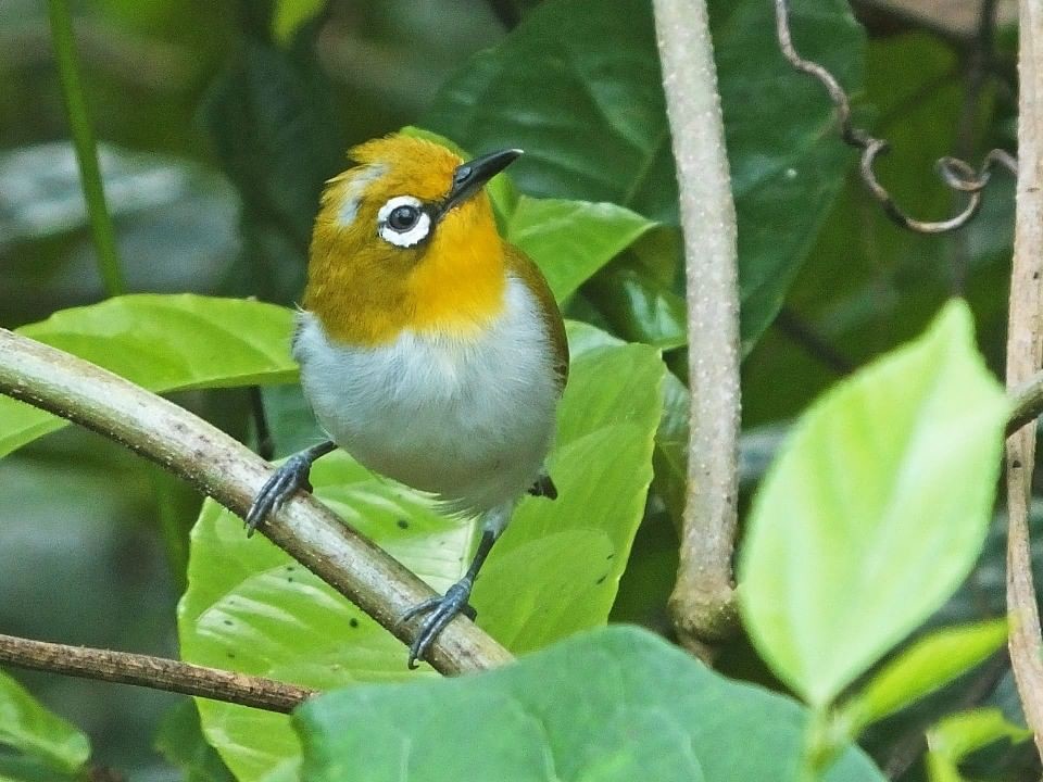 Sulawesi White-eye - Panji Gusti Akbar