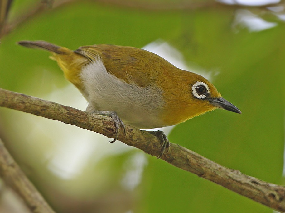 Pale-bellied White-eye - eBird