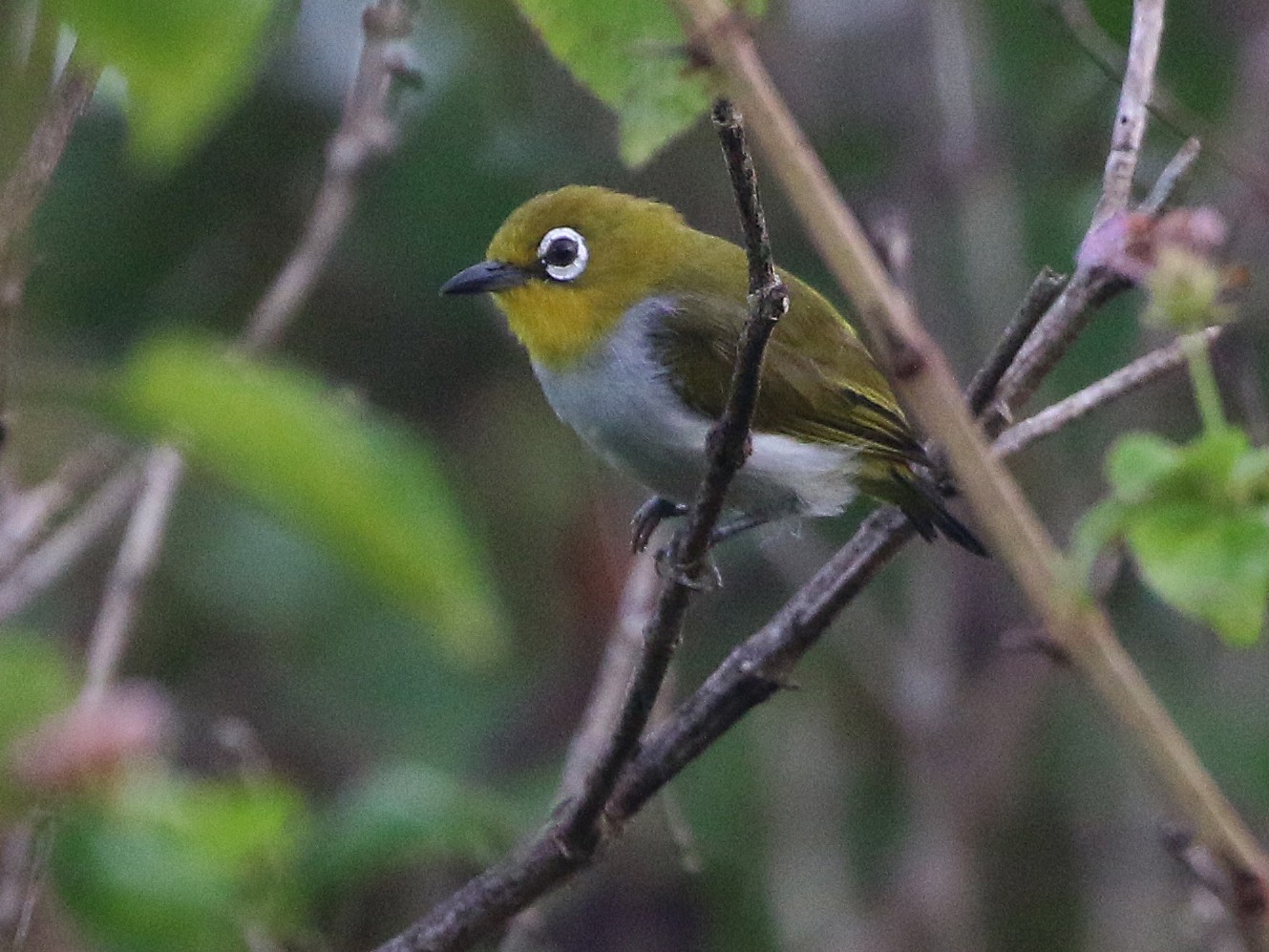 Sulawesi White-eye - Ashley Banwell