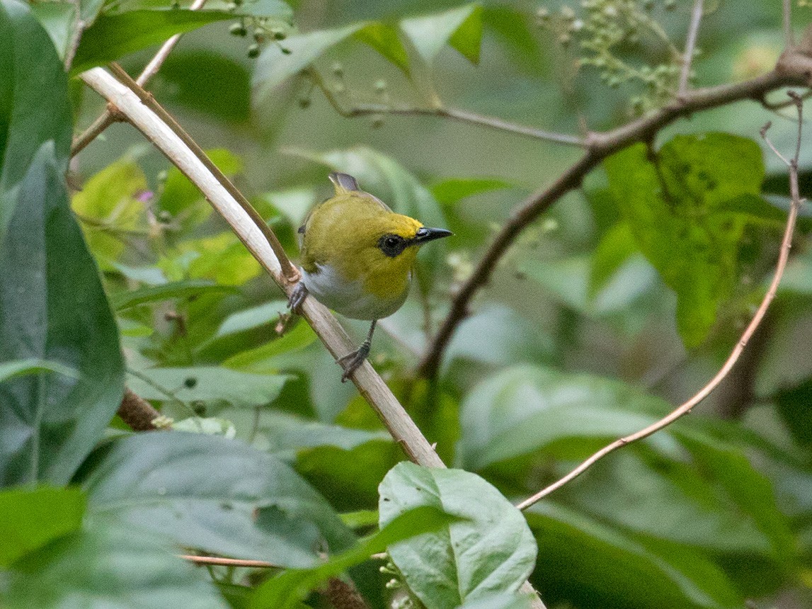 Black-ringed White-eye - Sam Woods