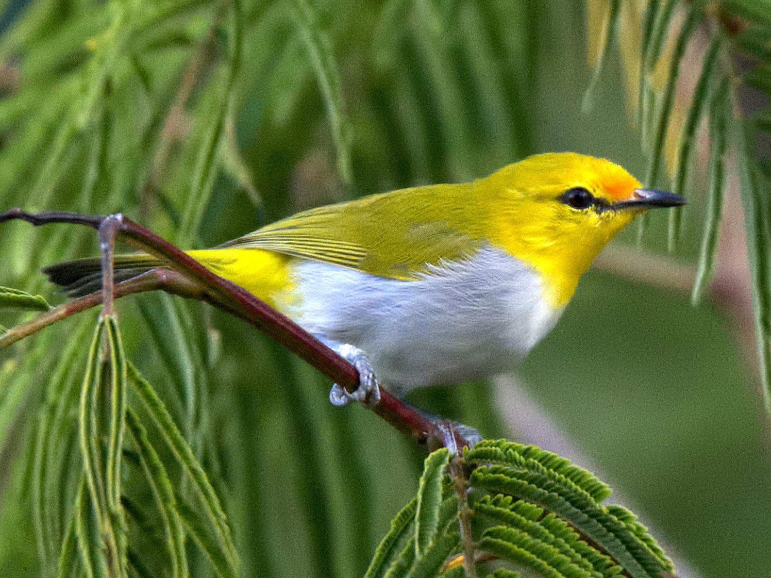 Yellow-spectacled White-eye - eBird
