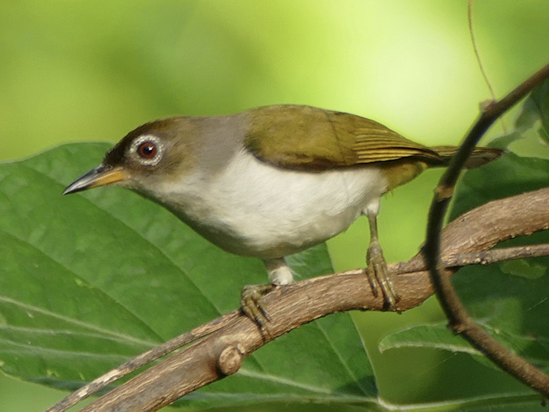 Cream-throated White-eye - Peter Kaestner