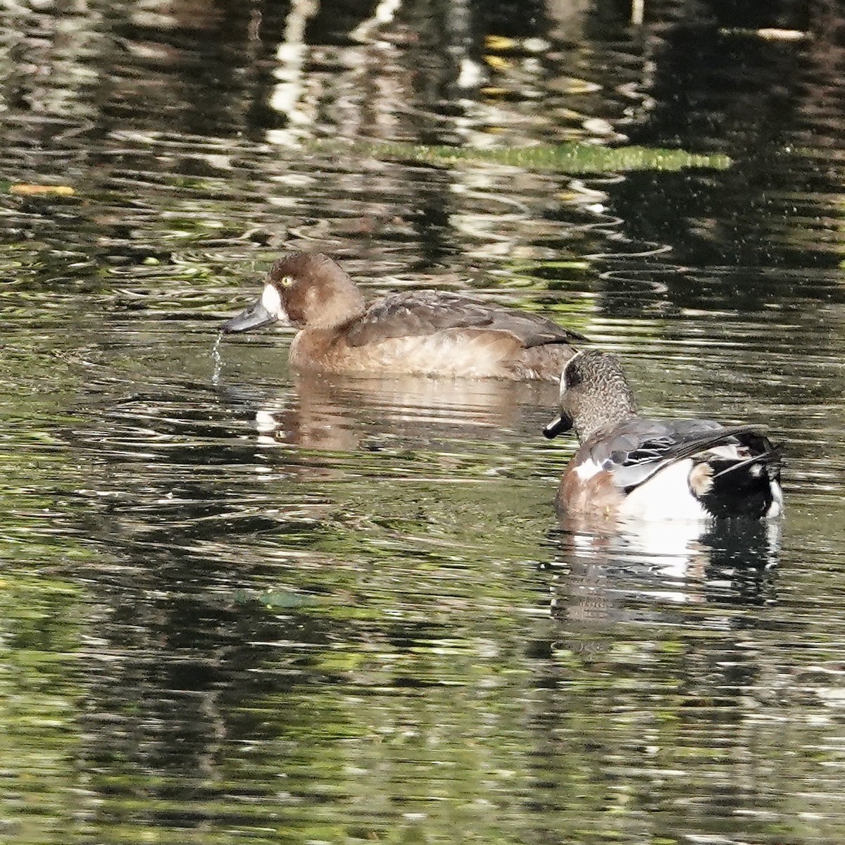 Greater/Lesser Scaup - ML275408991