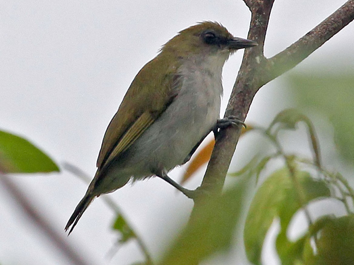 Biak White-eye - Phillip Edwards