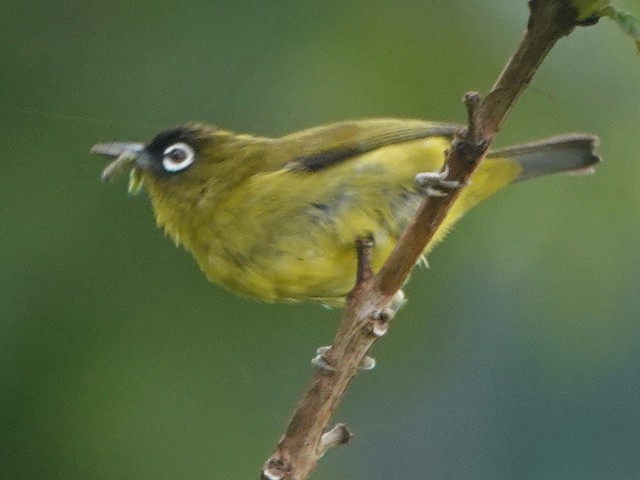 Adult (Capped) - Capped White-eye - 