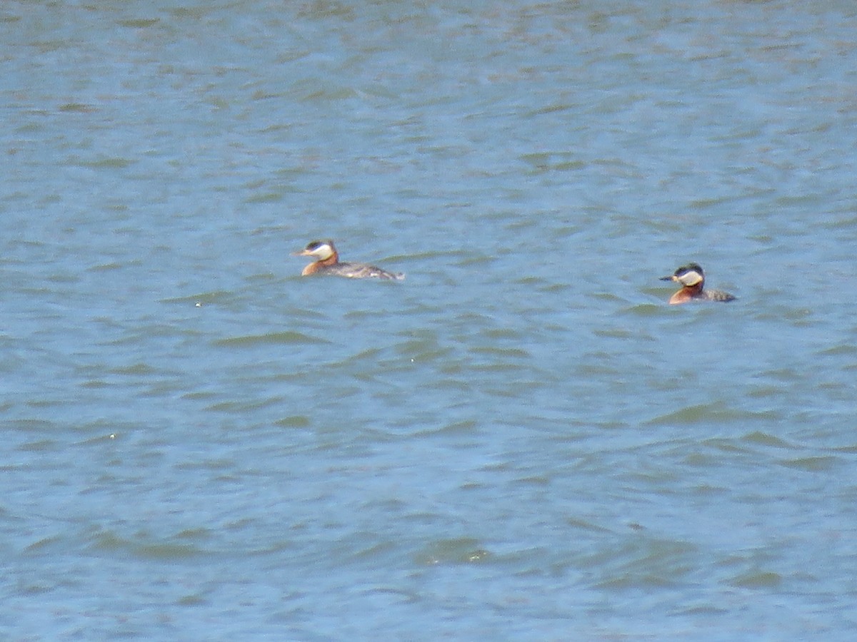 Red-necked Grebe - ML27540951