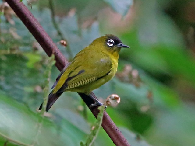 Adult (Capped) - Capped White-eye - 