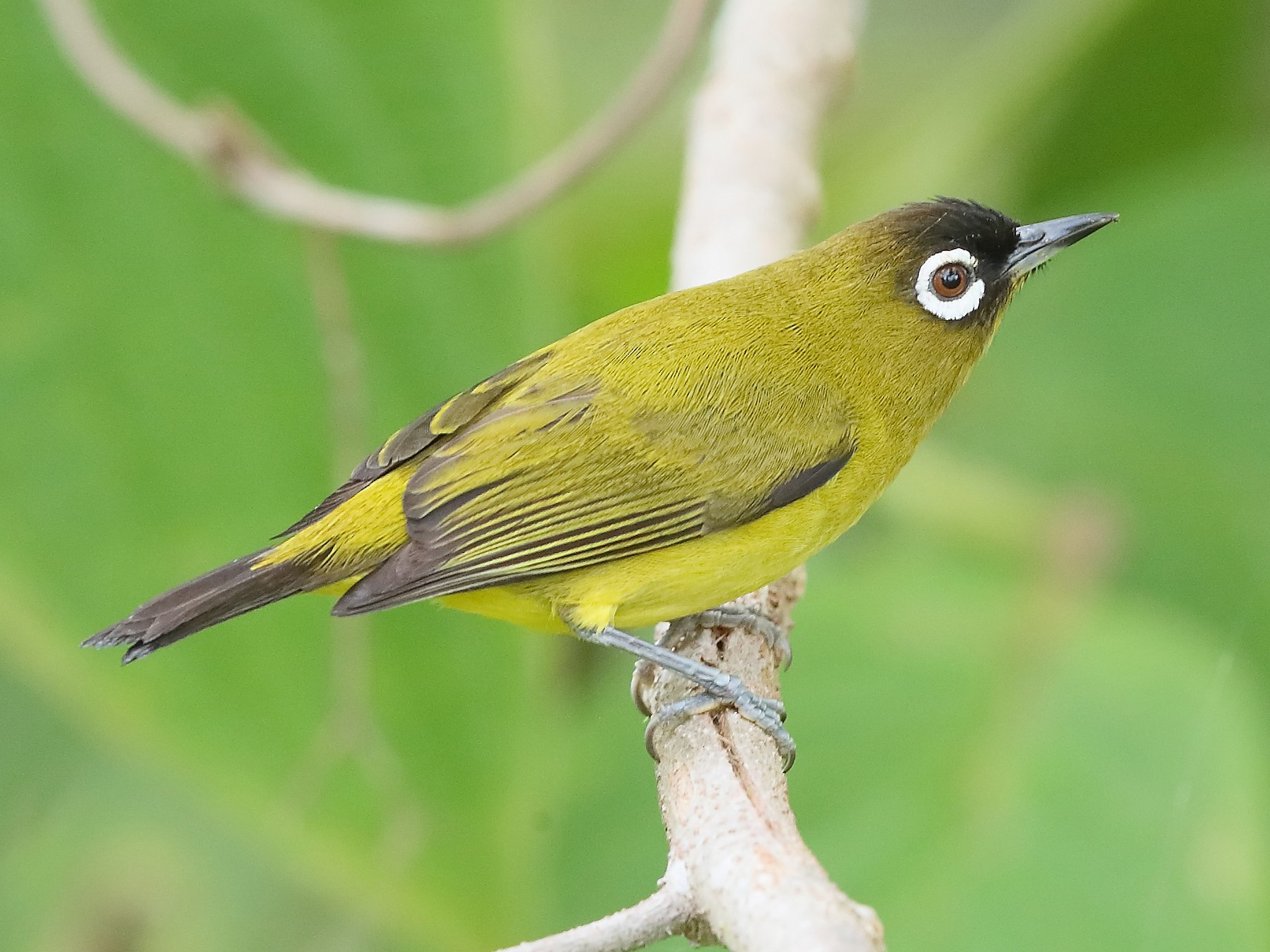 Capped White-eye - Ebird