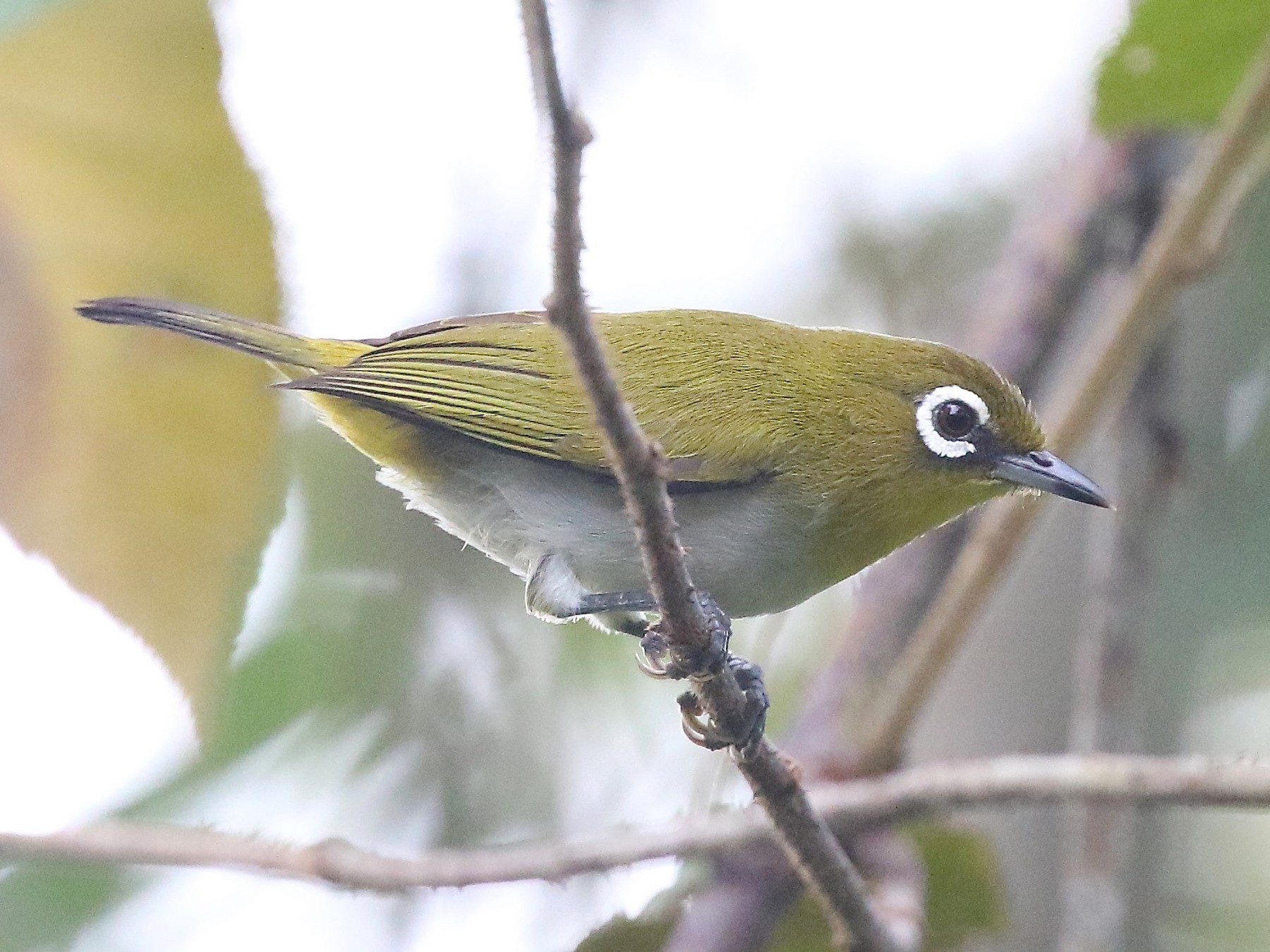 Ambon White-eye - Mark Sutton