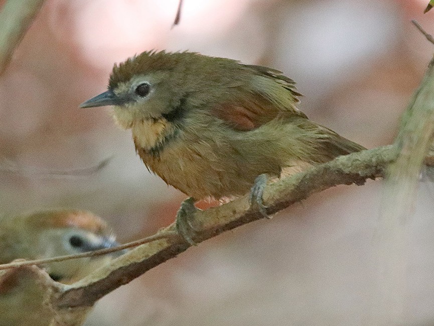 Crescent-chested Babbler - Tim Avery