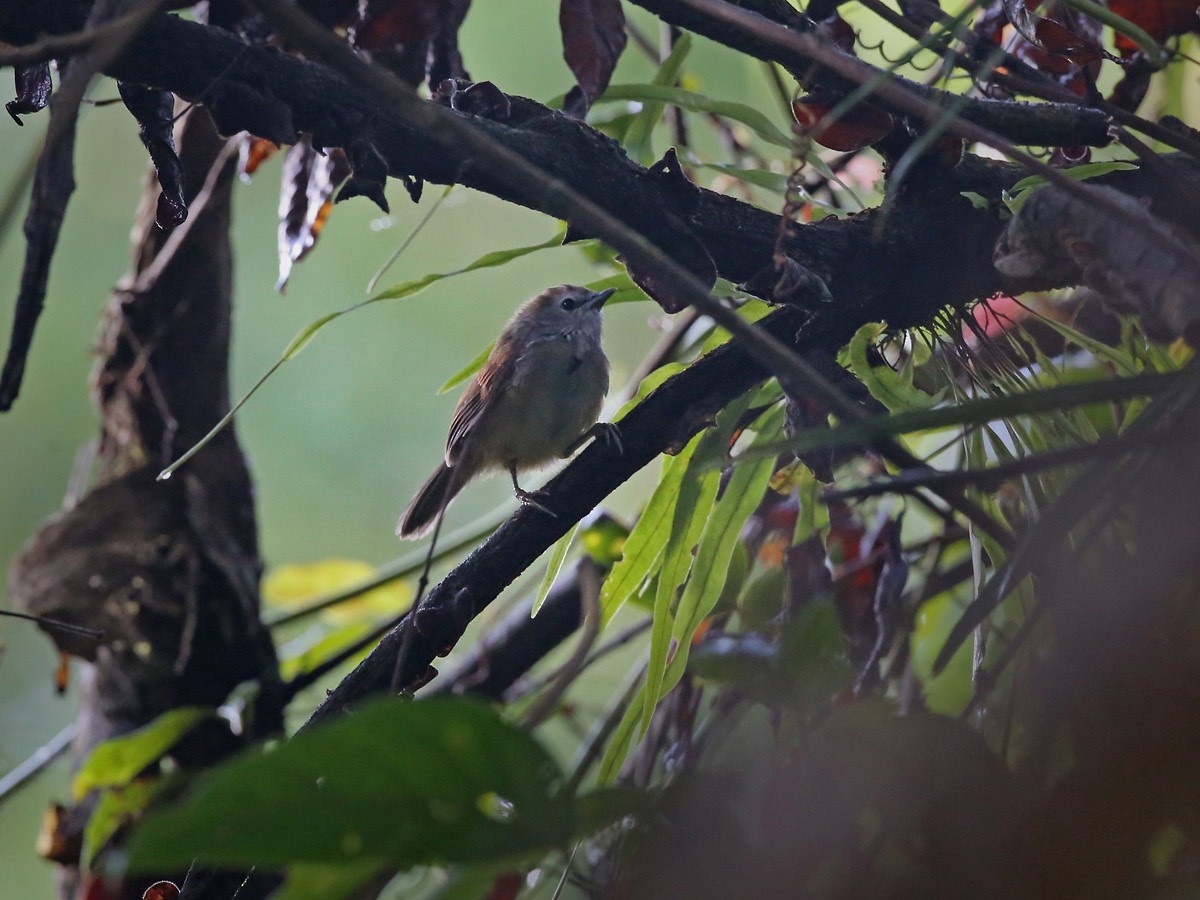 Crescent-chested Babbler - Lars Petersson | My World of Bird Photography