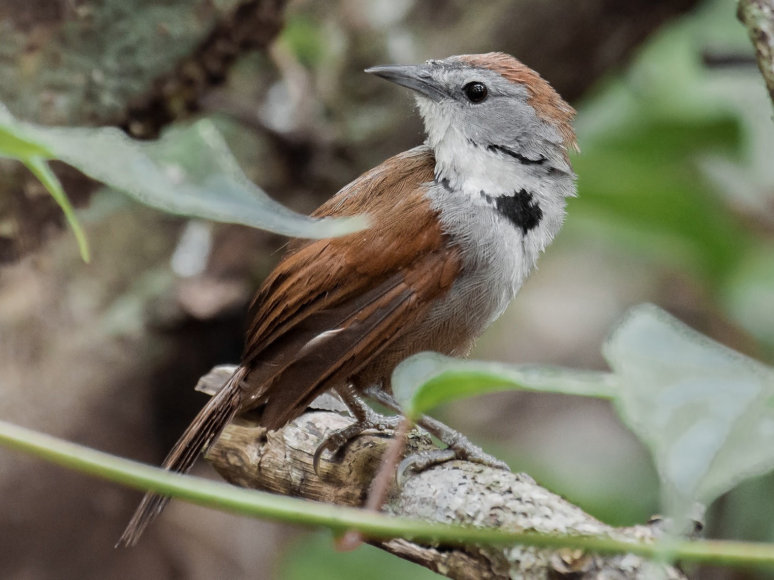 Crescent-chested Babbler - Natthaphat Chotjuckdikul