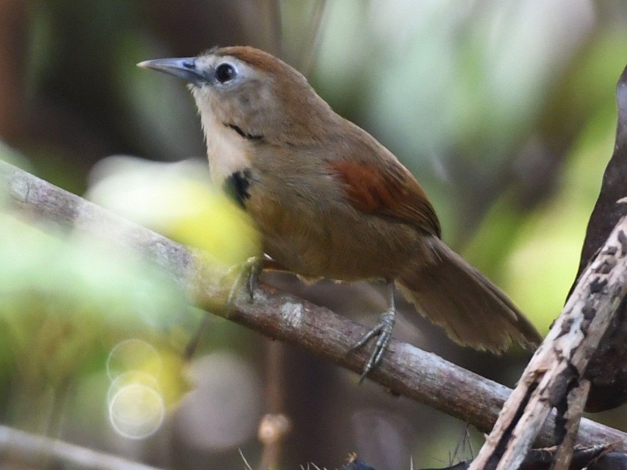 Crescent-chested Babbler - Vlad Sladariu