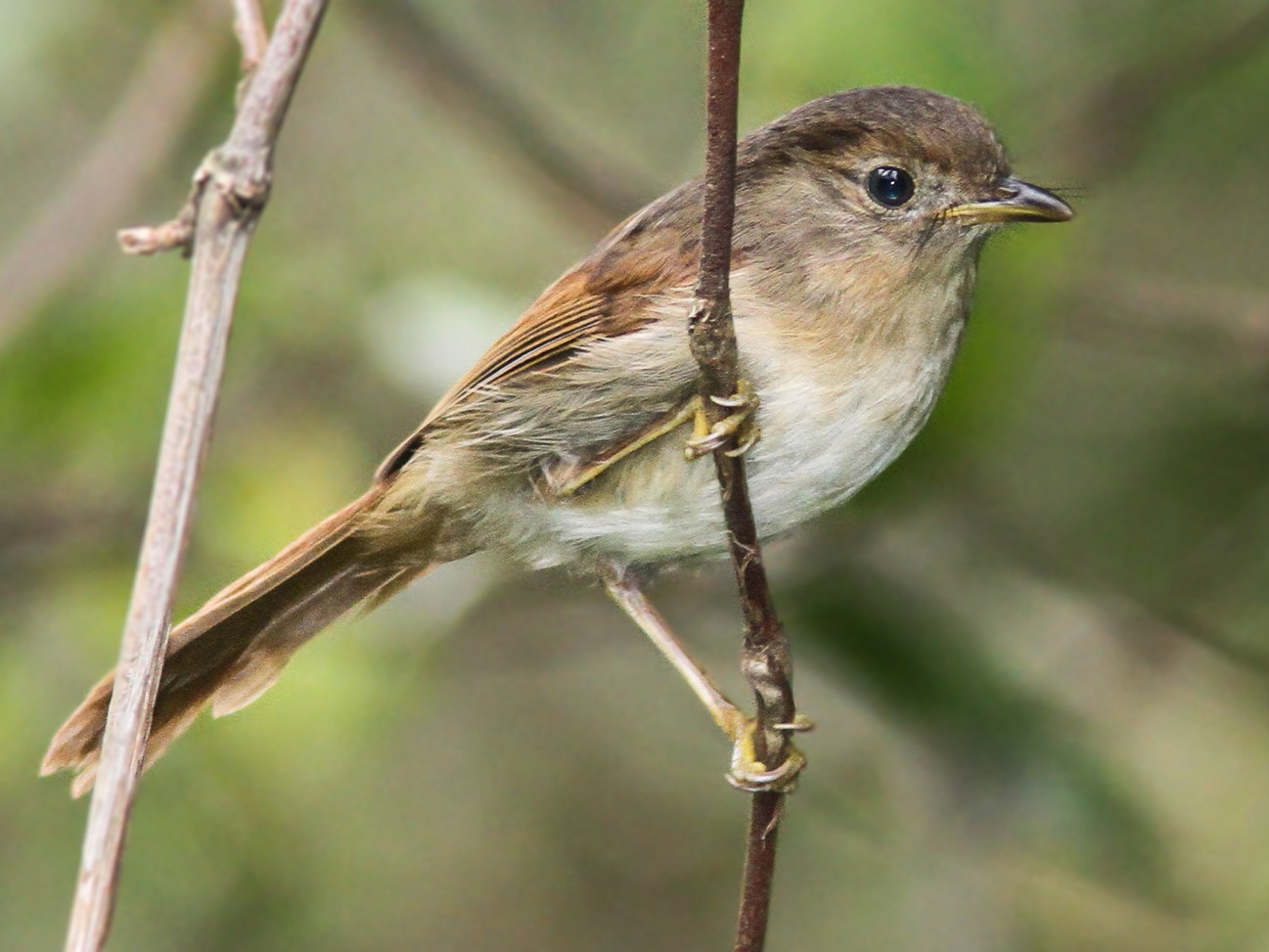 Javan Fulvetta - Wade Strickland