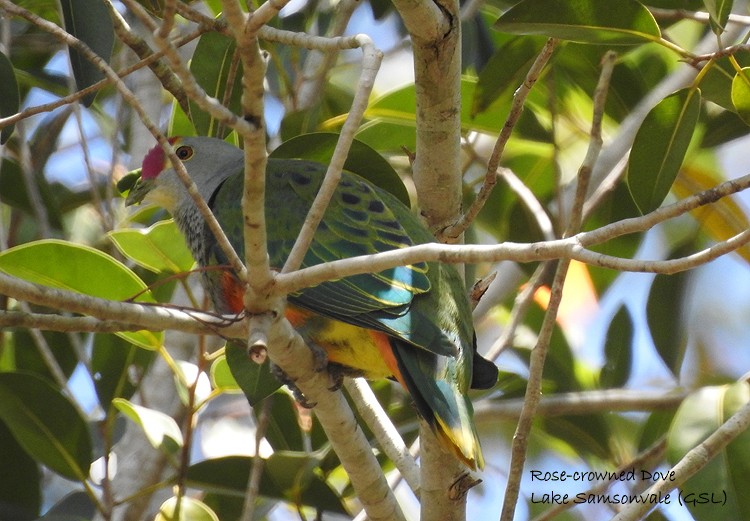 Rose-crowned Fruit-Dove - ML275413101