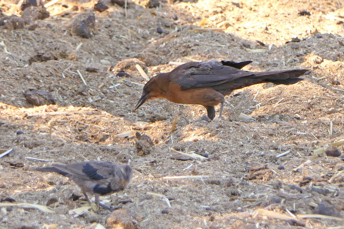 Great-tailed Grackle - ML275420831