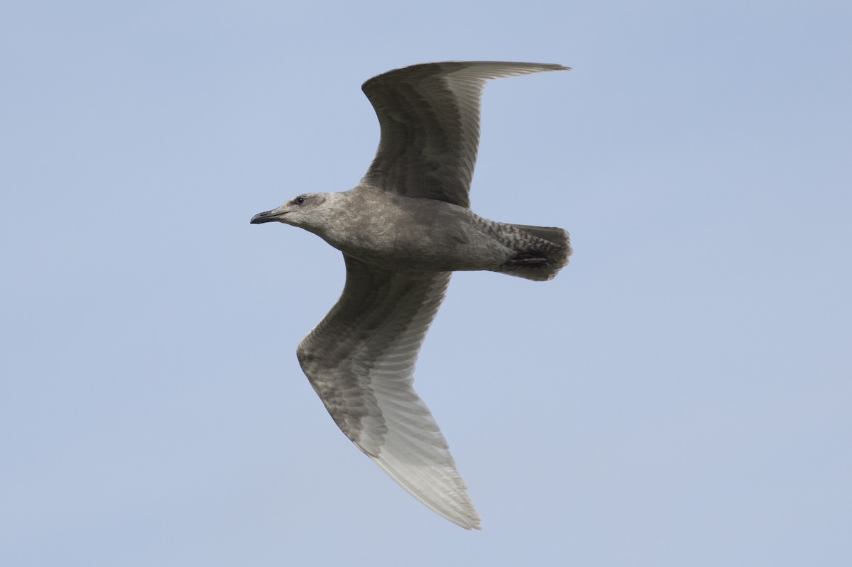 Glaucous-winged Gull - Anthony Gliozzo