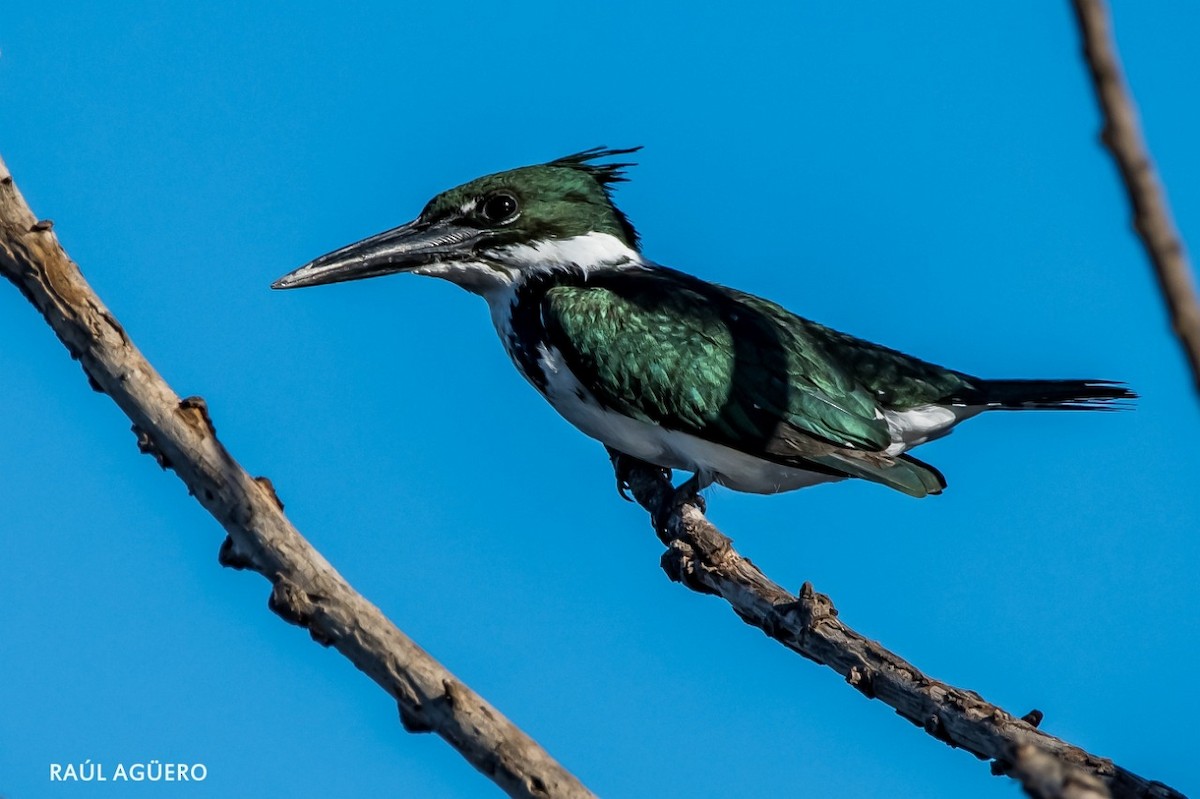 Amazon Kingfisher - Raul Aguero