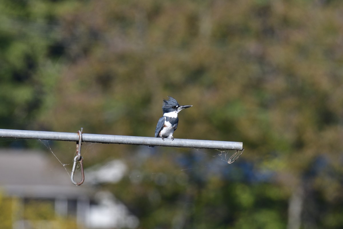 Belted Kingfisher - ML275424271