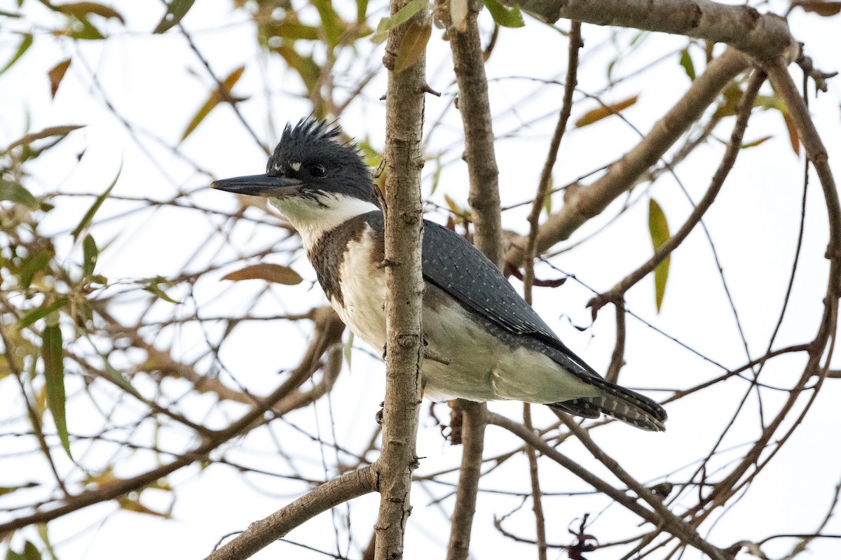 Belted Kingfisher - Cynthia  Case