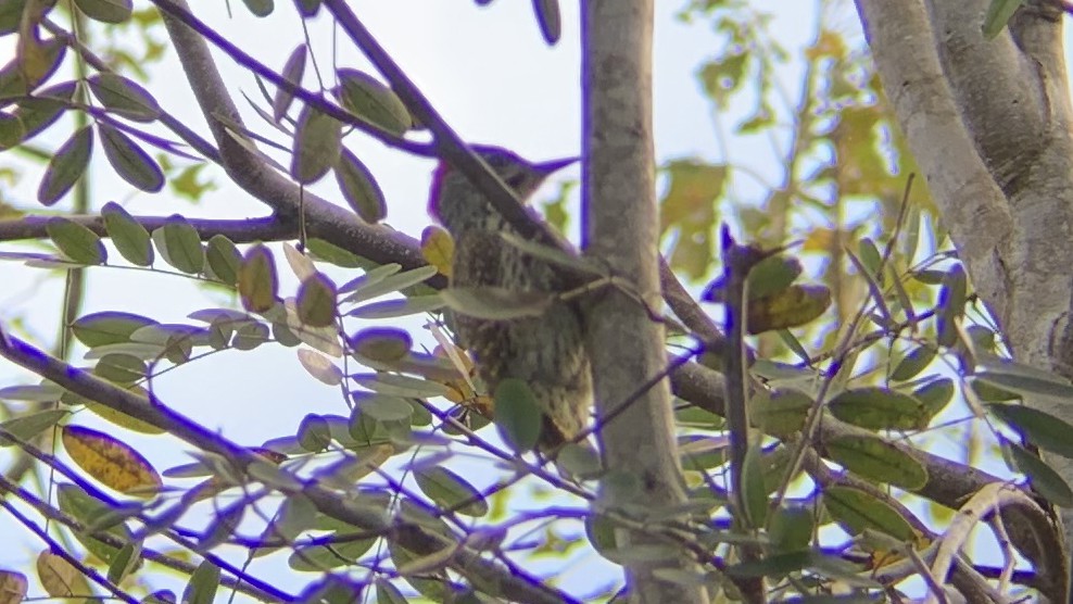 Golden-tailed Woodpecker - ML275443931