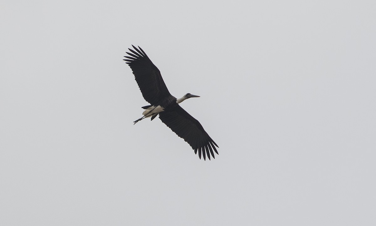 African Woolly-necked Stork - ML275446311