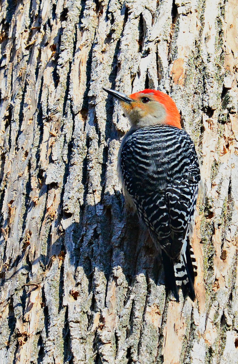 Red-bellied Woodpecker - ML27544681