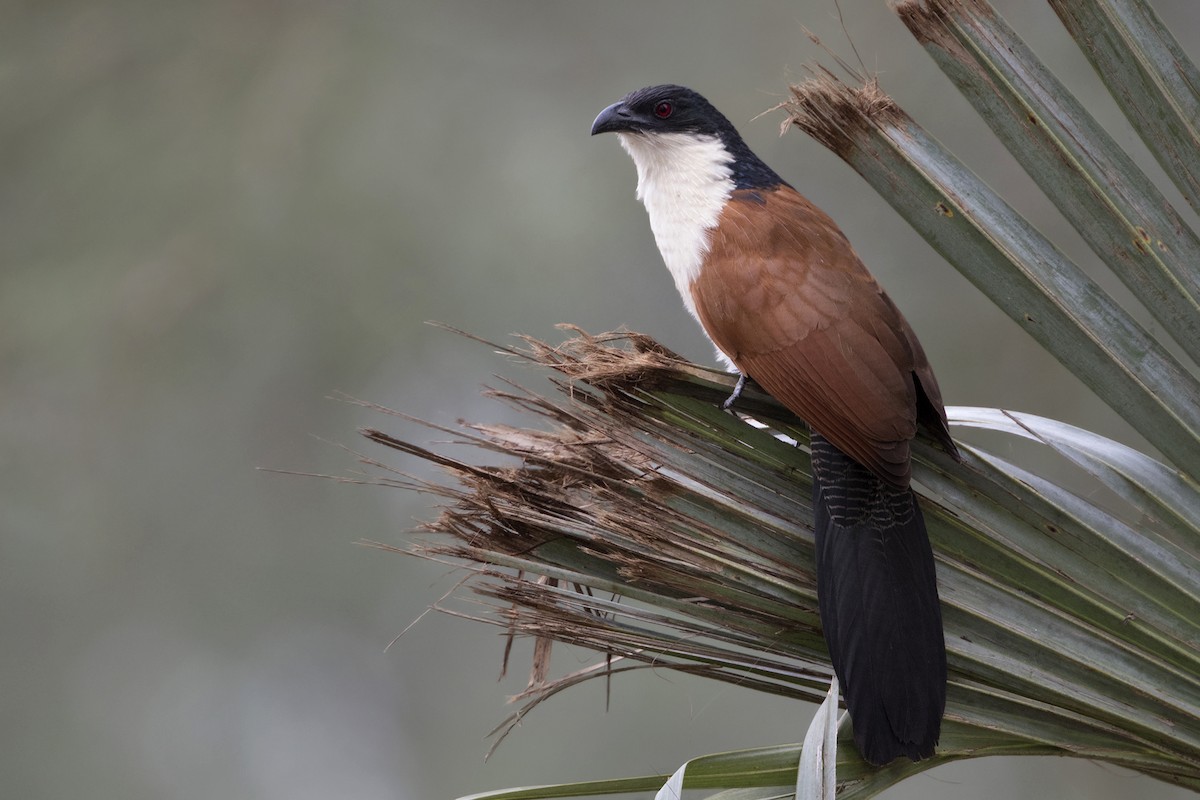 White-browed Coucal (Burchell's) - ML275446831