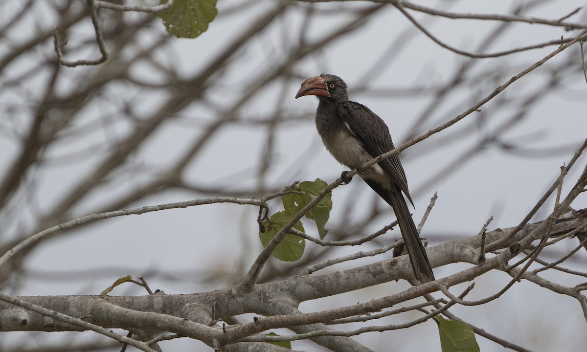 Crowned Hornbill - Zak Pohlen
