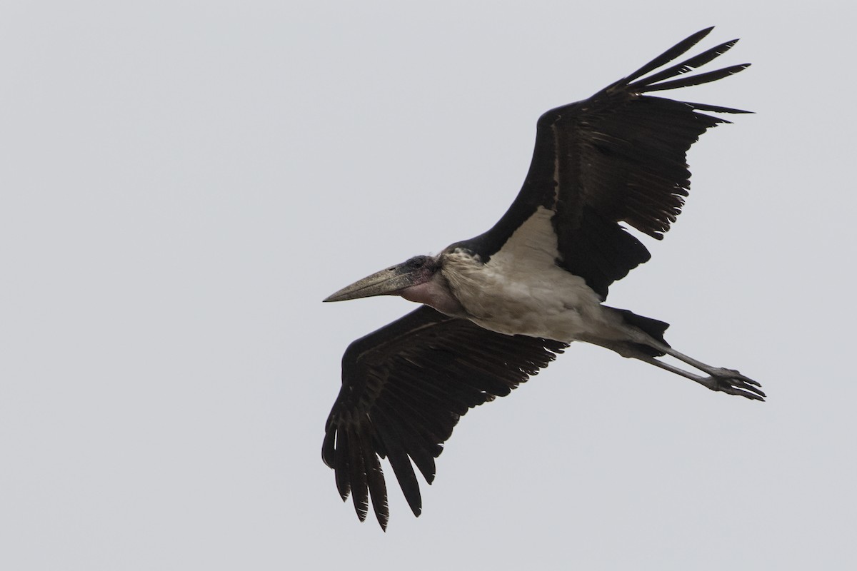 Marabou Stork - Zak Pohlen