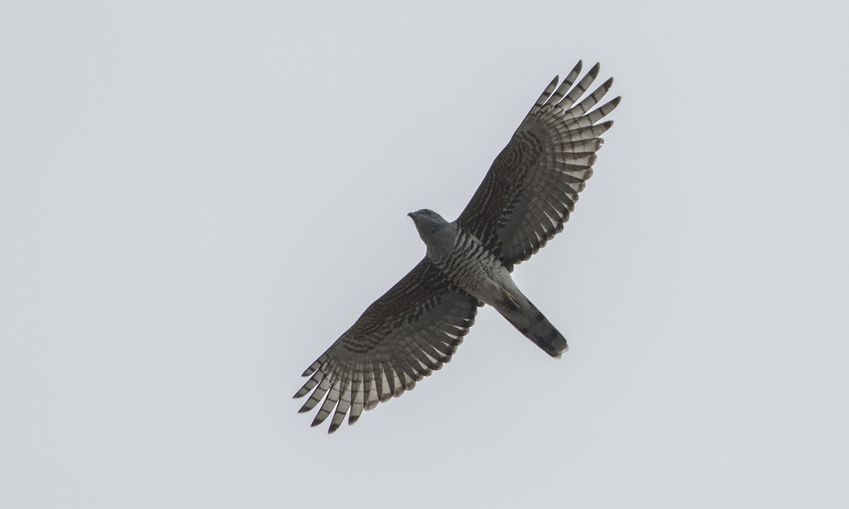 African Cuckoo-Hawk - ML275447591